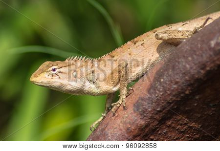 Lizard On The Rust Metal Surface Against Green Background