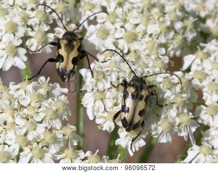 Judolia Instabilis Flower Beetles
