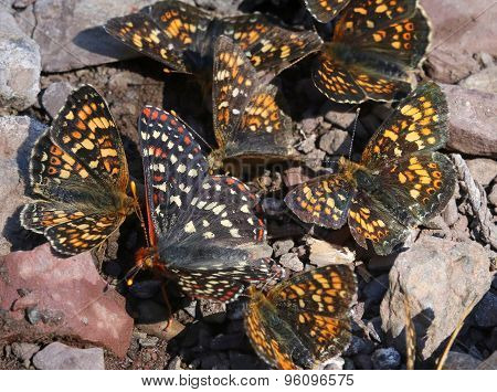 Field Crescents and Checkerspot Puddling