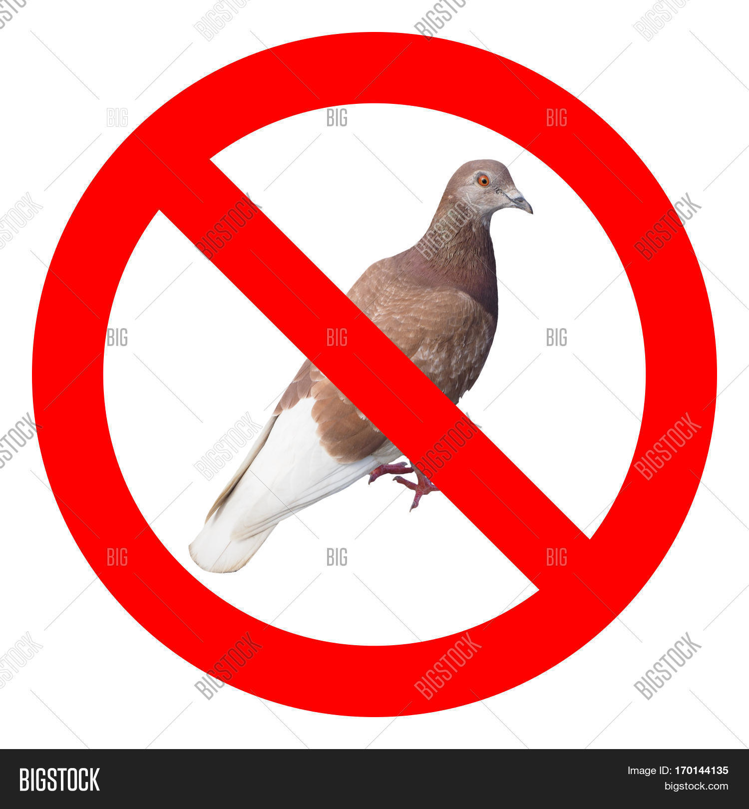 Объявление о запрете кормления птиц. Запретить кормить голубей. Кормить голубей запрещено. Почему голуби городские птицы. Объявление о запрете кормления птиц.