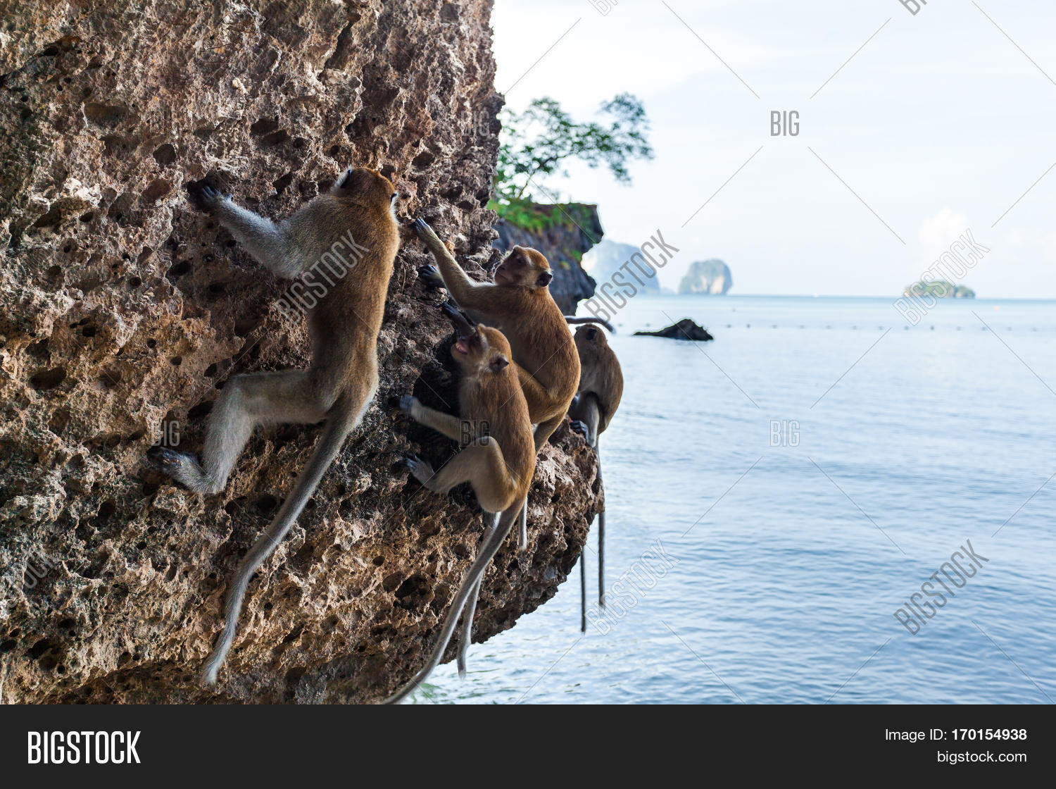 Family Monkeys Image & Photo (Free Trial) Bigstock