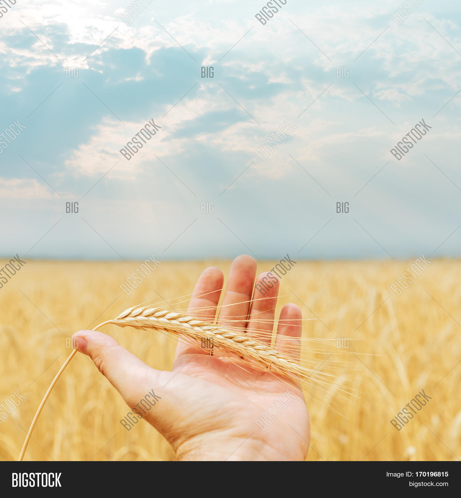 Ripe Harvest Hand Over Image & Photo (Free Trial) Bigstock