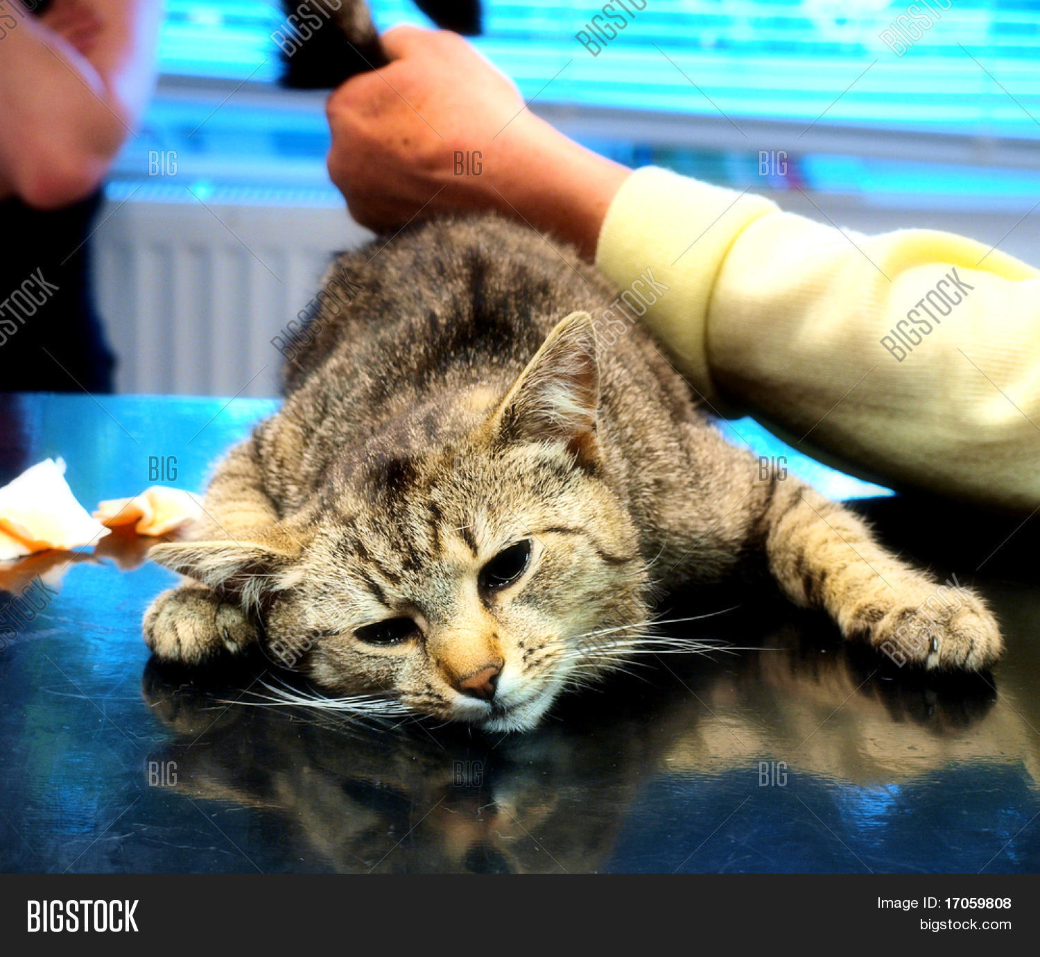 View of Cat Castration Image & Photo (Free Trial) | Bigstock