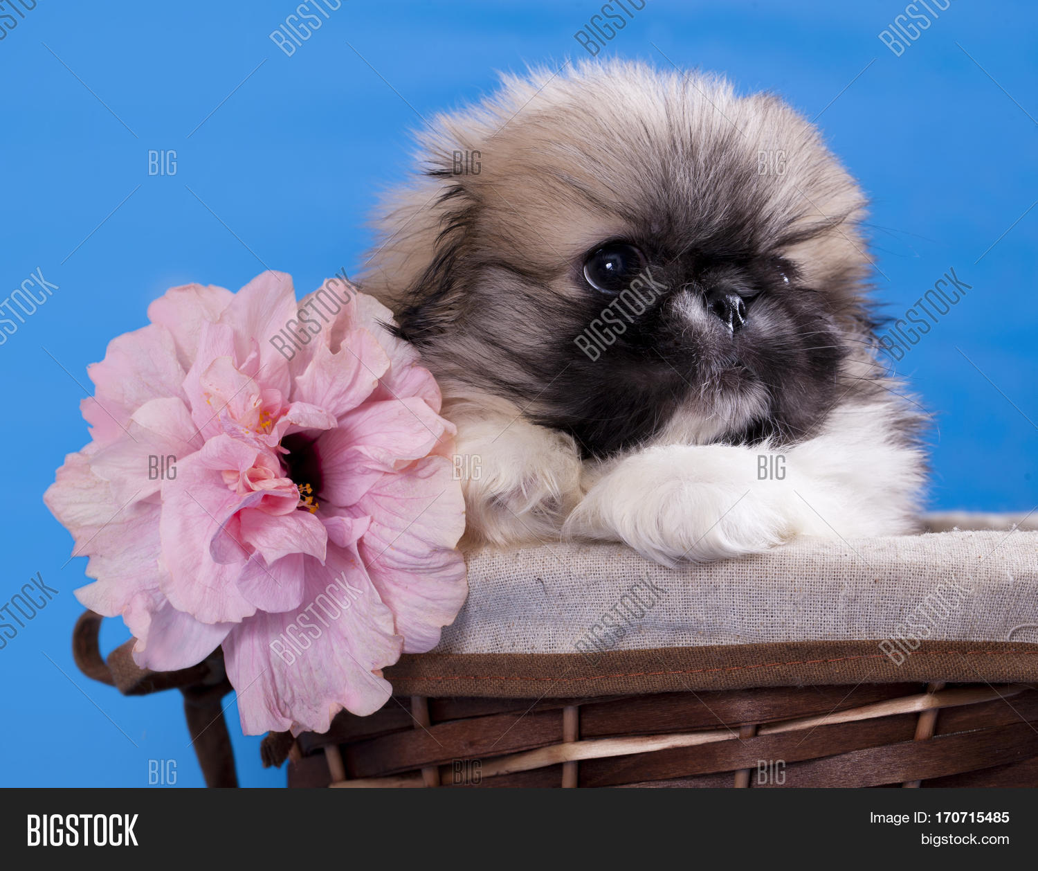 Pekingese Puppy Image Photo Free Trial Stock Pekingese Puppy Image Photo Free
