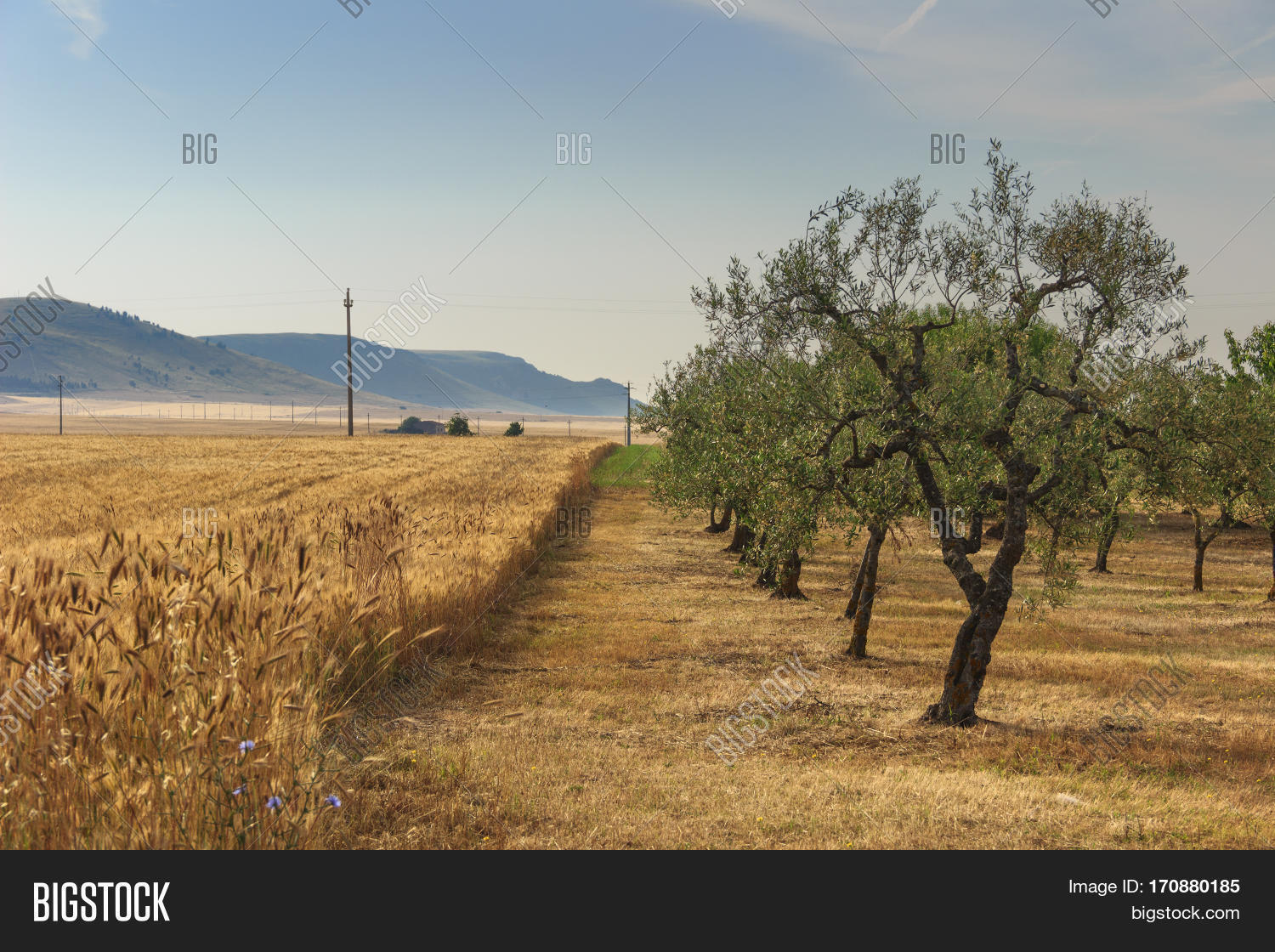 Summer Rural Backgrounds RURAL LANDSCAPE SUMMER Image & Photo (Free Trial) | Bigstock