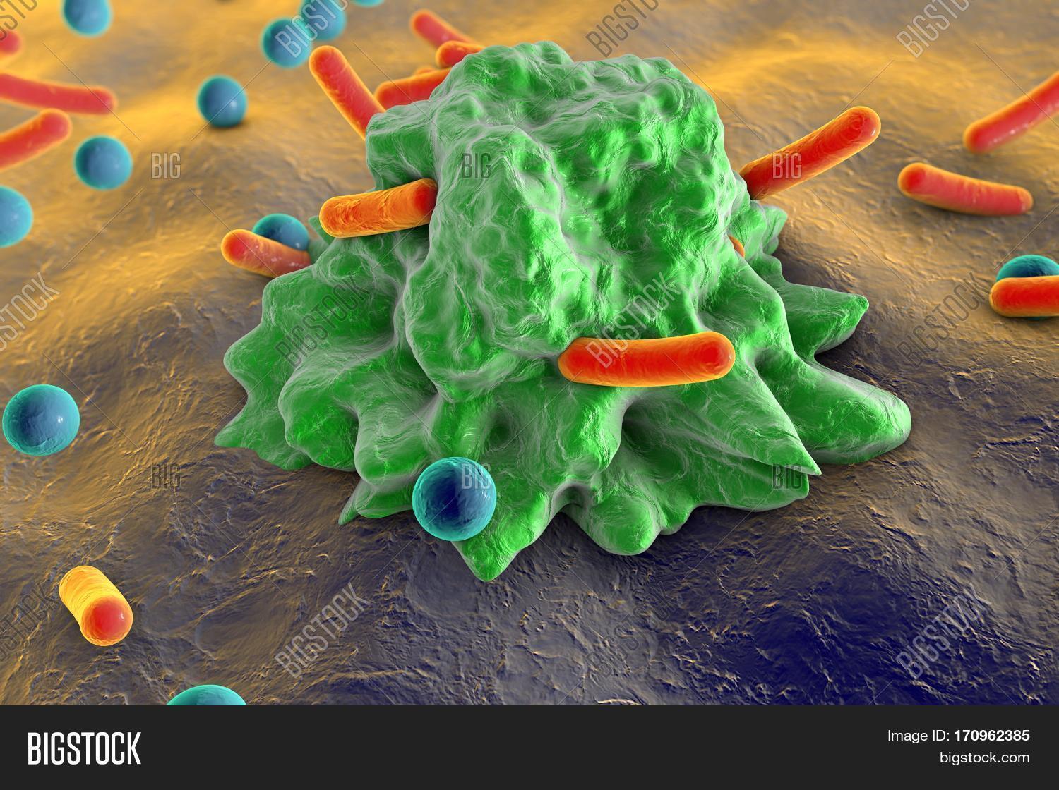 лейкоцит осуществляющий фагоцитоз. клетки крови лейкоциты макрофаги. какие лейкоциты пожирают микробов. лейкоциты захватывают и пожирают бактерии. лейкоцит пожирает бактерию.