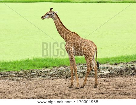 giraffes in the zoo safari park