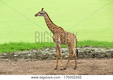 giraffes in the zoo safari park