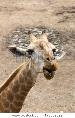 giraffes in the zoo safari park