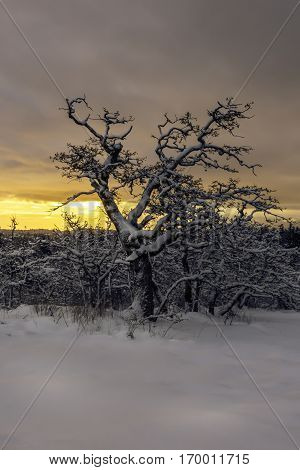 Oak trees on a hill in the snow at sunrise with an orange sky Victoria British Columbia Canada