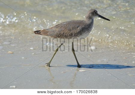 Shorebird walking along the water's edge in Naples Florida.