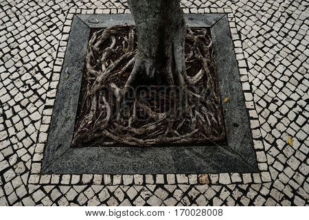 Cobblestone sidewalk with tree roots growing in square shape.