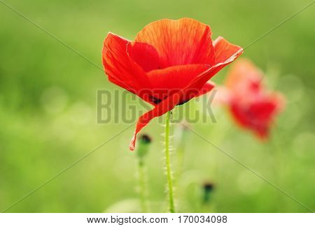 Sunshine on the red poppy flower petal