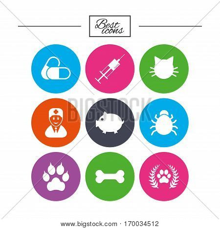 Veterinary, pets icons. Paw, syringe and bone signs. Pills, cat and doctor symbols. Classic simple flat icons. Vector