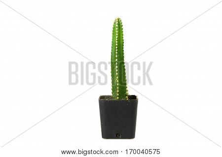 Cactus one on white background and isolated