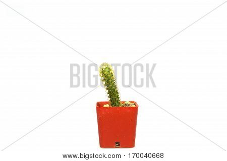 Cactus one on white background and isolated