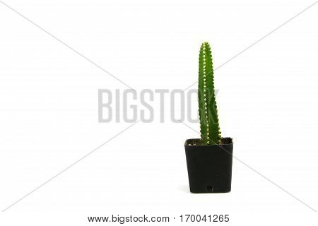 Cactus one on white background and isolated