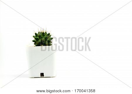 Cactus one on white background and isolated