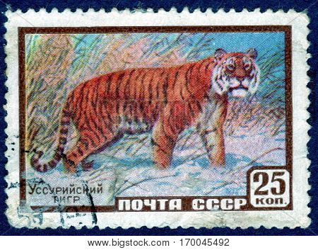 USSR - CIRCA 1959: Postage stamp printed by USSR shows the Amur tiger (lat. Panthera tigris altaica), also known as the Ussurian tiger. circa 1959