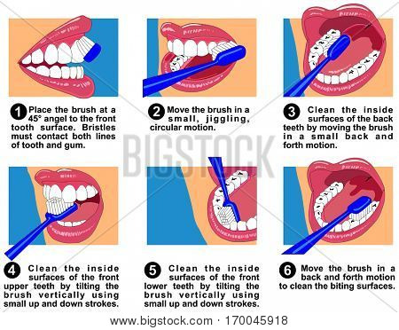 Vector How to clean teeth surfaces of human mouth using brush and toothpaste show correct way of angle direction jiggling circular motions step by step useful for medical dental clinics education 