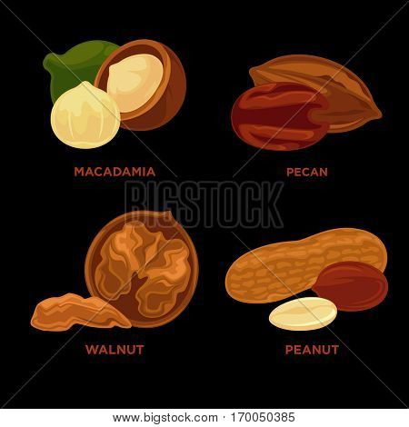 Nut set. Ripe nuts and seeds vector illustration. Various nuts. Highly detailed nut icons walnut, hazelnut, cashew, peanut, pecan. Vector Illustration.