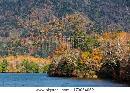 Autumn nature in yuno lake