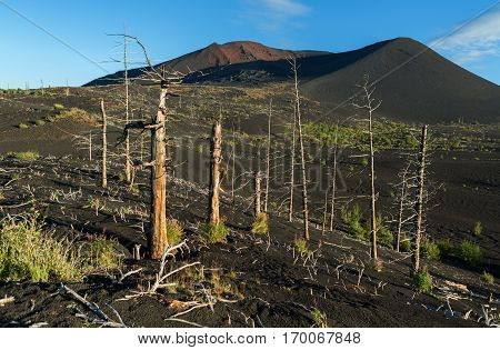 Dead wood - a consequence of a catastrophic release of ash during the eruption of the volcano in 1975 Tolbachik north breakthrough - Kamchatka