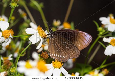 The Butterfly (euploea Mulciber)