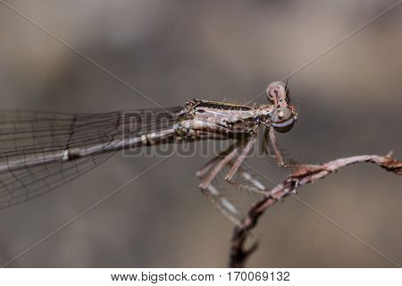 The Brown Damselfly (zygoptera)
