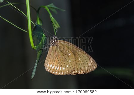 The Butterfly (euploea Mulciber)