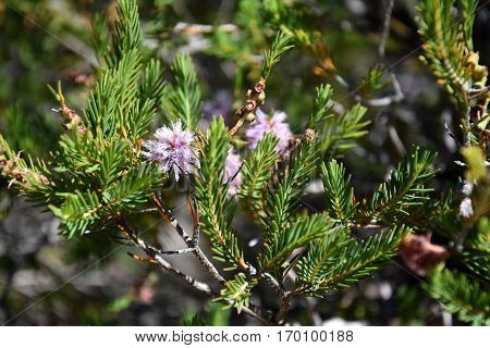 Closeup of a small pink bottle brush. Native australian flower pink bottlebrush shrub flowering. Banksia ericifolia with pink flower.