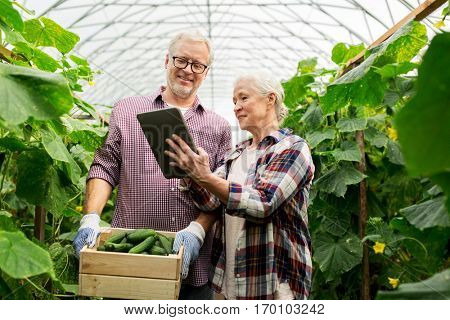 farming, gardening, agriculture, harvesting and people concept -happy senior couple with box of cucumbers and tablet pc computer at farm greenhouse