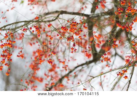 nature and environment concept - spindle tree or euonymus hamiltonianus branch with fruits in winter