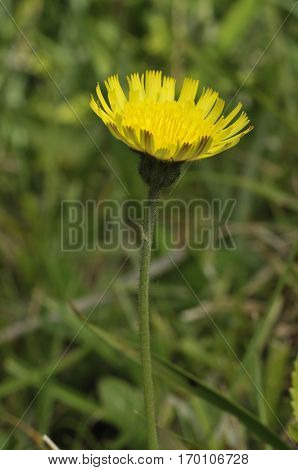 Mouse-ear Hawkweed - Pilosella officinarum Yellow Composite Flower
