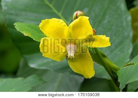 Closeup photo of Dillenia flower in yellow (Dillenia ovata Wall. ex Hook.f. & Thomson) in the garden in Singapore