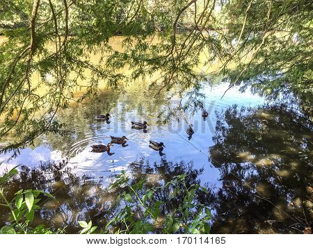 ducks swimming in audubon park in new orleans