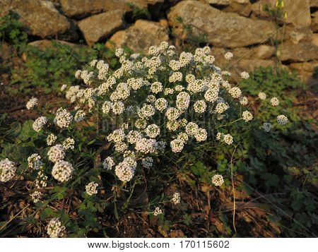 Wild Alyssum Flowers