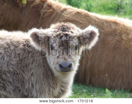 Highland ko kalv