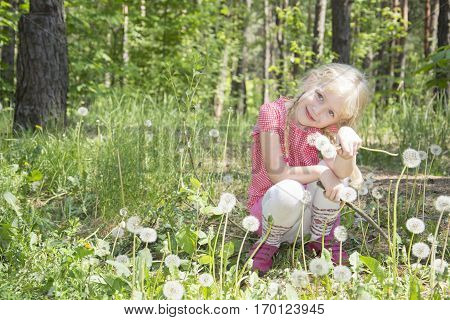 Spring in the forest little girl blonde sits in a clearing fluffy white dandelions.