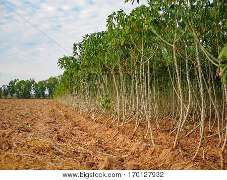 preparing for Cassava (manioc, tapioca or yuca) field planting