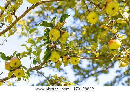 Picture of an apple tree on a sunny day