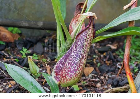 Closeup photo of Nepenthes, Monkey cups, Tropical Pitcher, carnivorous plant in the garden in Singapore