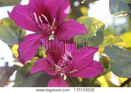 beautiful blooming flowers in the parkbeautiful blooming flowers in the park