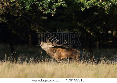 Cervo rosso o cervo nobile, stagione del bramito