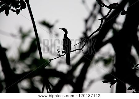 shadow of a cormoran perched in a tree
