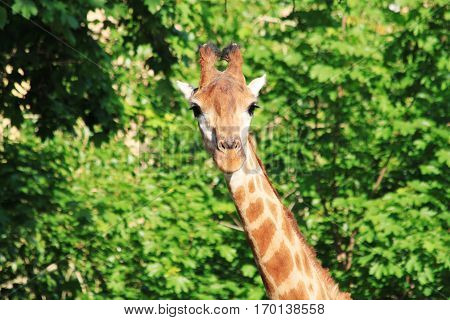 Photo top of a giraffe looking at the camera with pretty eyelashes and beautiful horns on the background blurred bright green foliage on trees