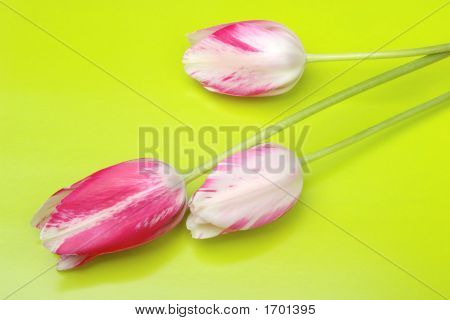 Pink Tulips