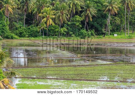 Close-up photograph of paddy fields with crops of rice in Sri Lanka
