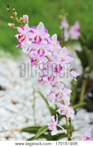 Softly focusl pink and white orchid in the garden