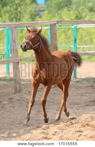 Pferd...